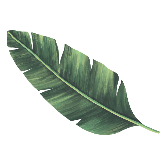 foto hoja